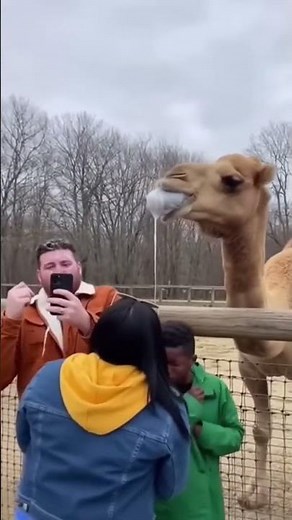 Camel Spits on Visitors 🤣🐪💦 | Funniest Zoo Moment Ever!