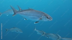 Amberjack fish swimming in clear blue ocean of Azores. Close-up slomo