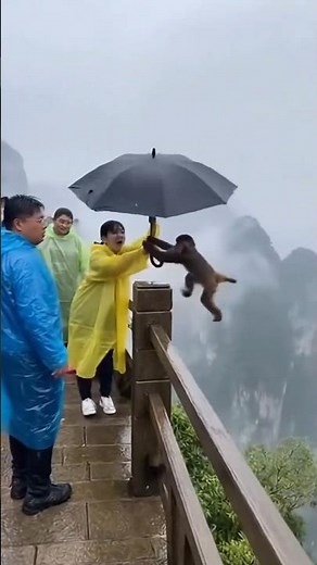 🌬️🙉☔Affe genisst seinen Flug | Monkey enjoys his flight