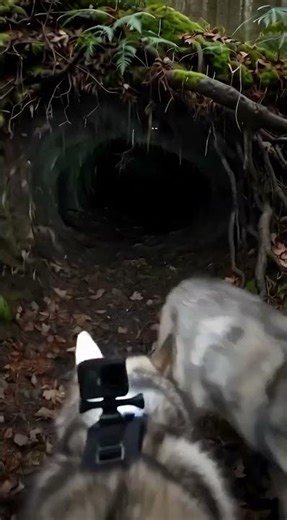 Tiny Camera on a Wolf’s Back Reveals Secret Underground World