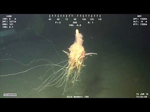 Top 5 Criaturas Misteriosas Captadas En Cámara