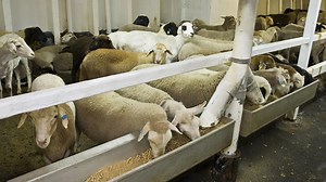 Fears for live cattle exports