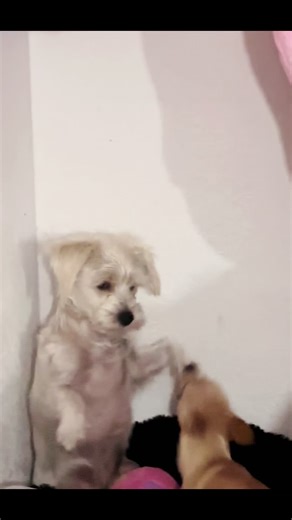 Everything You Need to Know About Dogs in Arizona