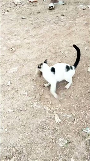 Hungry Cat vs Rat – Real Predator–Prey Action in Seconds! 🐱🐭 #animals