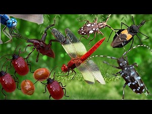 Exploring The Most Amazing And Strange Insects In The World