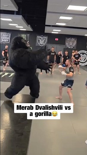 Merab Dvalishvili took down the gorilla during training🤣 (costume)