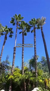 Magic is everywhere here. 🪄 | Six Flags Magic Mountain