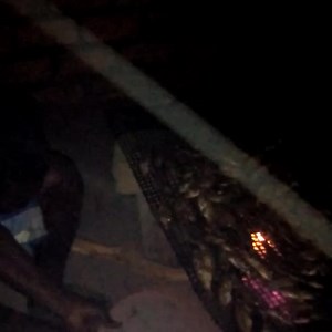 Smoking fish is a traditional method of preserving fish. Abena Luapula demonstrates how it’s done | Bangweulu TV Zambia | Facebook