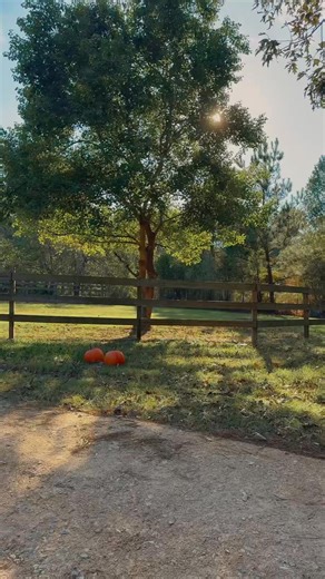 Autumn Location Here is a look at this private location at 3:45pm. The light here isbeautiful until right at 5pm. Only a couple weekends left to use this location before winter takes the leaves. I offer mini and full sessions here 15 minutes, 30 minutes and 60 minutes | Amor Photography