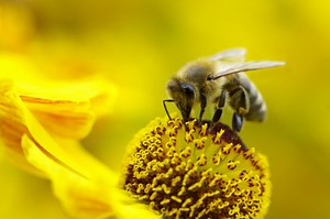 Update: Bayer responds to criticism of its potentially bee-killing pesticide