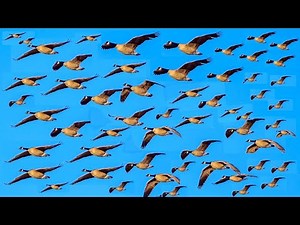 Volume Up! Hundreds of Canada Geese Honking Loudly While Flying Through the Sky