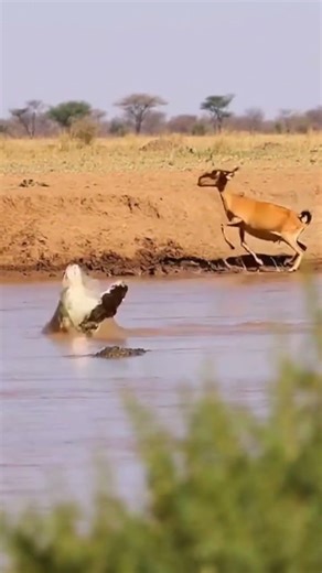 “One Step Too Close — Crocodile Explodes From the Water”