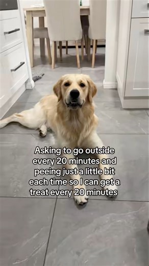 27K views · 268 reactions | If I pee, I eat. It’s simple math 冀 #dog #weeklyfluff #lovemydog #goldenretriever #dogoftheday #DogMath #funnyreels | lunas_golden_life | Facebook