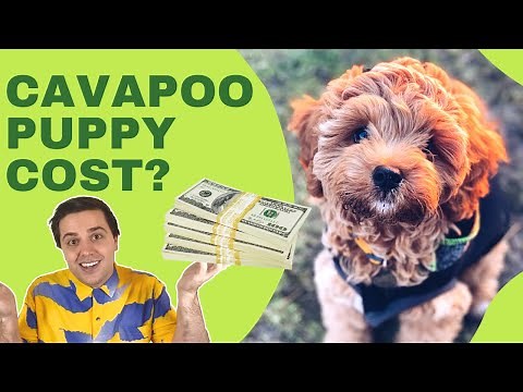 How Much Does a Cavapoo Cost? [Cavoodle and Cavapoo Price]