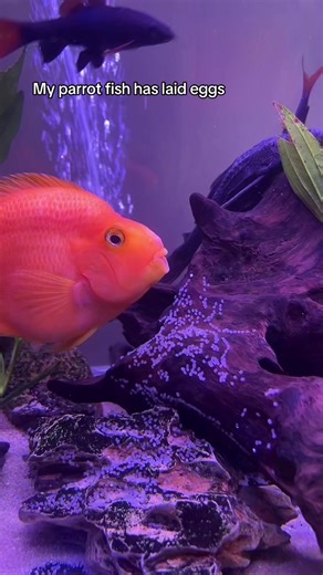 Parrot Fish Egg Laying Behavior in Aquariums