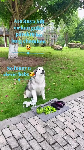 1.5M views · 88K reactions | Funny furbaby... #funnyreels #funnyvideos #funnydog #doglover #ilovedogs | Jonalyn Tabjan Baquillos | Facebook