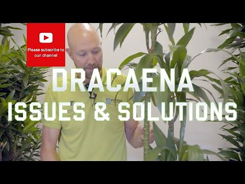 Dracaena Issues and solutions