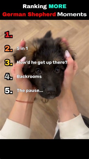 Ranking Even More German Shepherds🐕