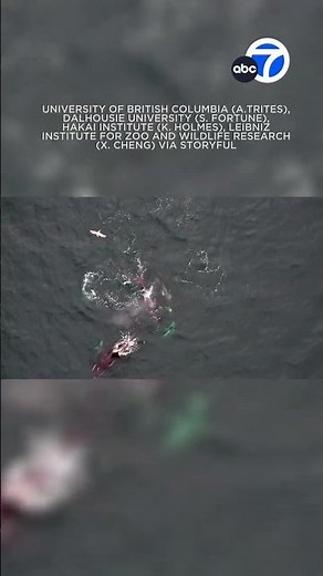 Video shows first evidence of dolphins and killer whales hunting together