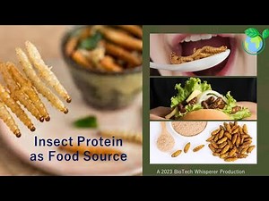 Insect Protein as Food Source Explained in 6 Minutes