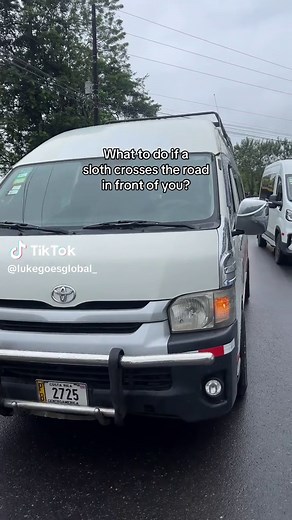 Sloth Crossing the Road: What to Do?