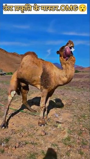 15 Mind-Blowing Camel Facts You Never Knew! 🐪🔥 #tutorialfilter
