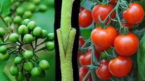 8M views · 17K reactions | Tomato Grafting On Pea Eggplant | Gardening & Farming | Facebook