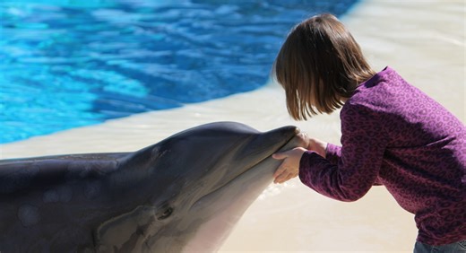 The Real Reason Dolphins Have Been Known to Protect Humans From Sharks