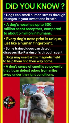 Scientists Can't Believe What Dogs Can Actually Smell! 🐶