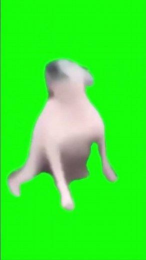 Dancing dog meme￼