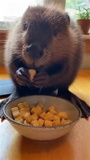 Hungry Beaver eats Nigerian chin chin squares The Hungriest Beaver “Bop” on this channel eats a piece of so-called AI slop in every clip. Just to be clear, if you think this is a real pet beaver, it’s not. Owning a beaver as a household pet is highly illegal in most of the US, and feeding one random foods every day would be extremely harmful. If a real beaver ate the things you see in these videos, it likely wouldn’t survive. Bop is a cameo of a North American beaver made in Sora, purely for ent