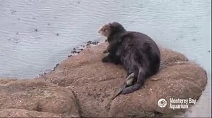 269K views · 3.2K shares | Miracle of Birth and a mother's loving...