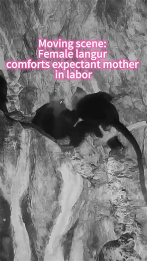 56K views · 264 reactions | A heartwarming scene of a female white-headed langur comforting a fellow in labor was captured by infrared camera at a nature reserve in south China's Guangxi. | China Xinhua News | Facebook