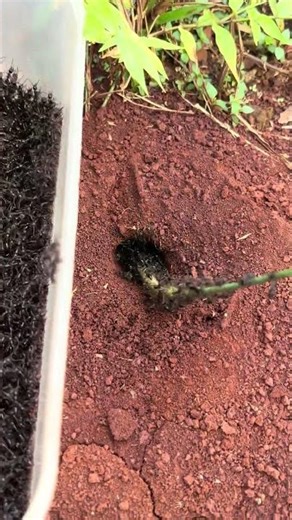 Scary centipede VS Brave man