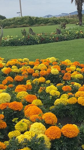 5.8K views · 89 reactions | #shwmaeSwansea Do we sometimes forget how lucky we are? Amazing view, amazing Victoria Park  | Swansea Council | Facebook