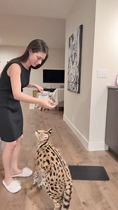 Chloe gets two duck hearts after getting her poke! | Chloe the Serval
