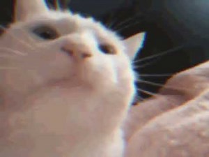 nadafarms? - Go Kitty Go! (Full Song) (Nearly Solved Song)