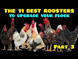 The 11 BEST GIANT Roosters to Cross with Backyard Chickens to Boost Hardiness and Size.