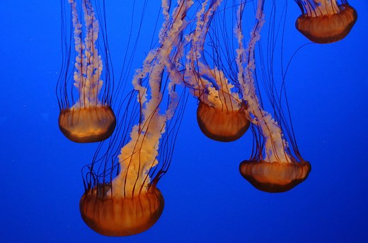 How are Jellyfish affected by pollution? Let's know about this.
