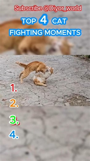 Angry Cats Fighting – Caught on Camera! 📹🔥