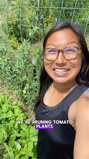 4.8K views · 2.4K reactions | This year, my small #backyardfarm planted 10 different varieties and over 100 tomato plants  #growyourownfood #vegetablegarden #homestead #gardening #garden #zone6gardening | Thunderbluff Farm | Facebook
