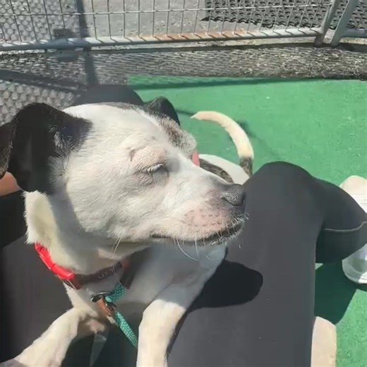 6.5K views · 65 reactions | Cappuccino is a charming male Rat Terrier...