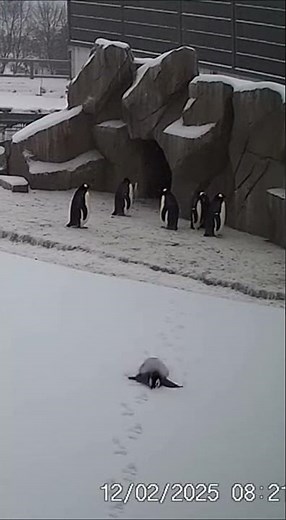 ADORABLE baby penguin's first EVER snow day! 🥺💕✨