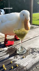 128K views · 3.3K reactions | Mischievous Duck 廊廊廊 #MischievousDuck #WrinkleTheDuck #FunnyAnimals #DuckAntics #AnimalComedy #PetVideos #CuteDuck #DuckLife #SillyPets #AnimalFun | seducktive | Facebook