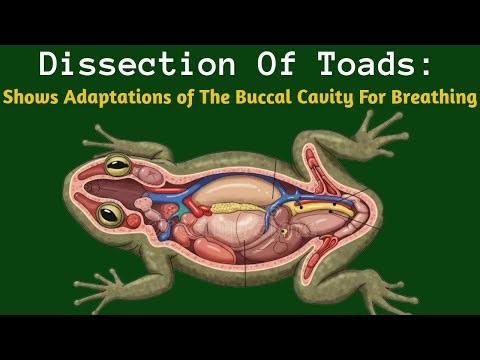 Dissection of Toads: Shows Adaptations of The Buccal Cavity For Breathing