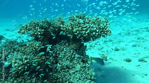 Fish. Blue-green chromis (Eng) - Chromis viridis (Lat) (Pomacentridae family) - grows up to 10 cm (usually 5 cm). It feeds on zooplankton. Inhabits at depths of 5-35 m. Recognizable by its olive-gree