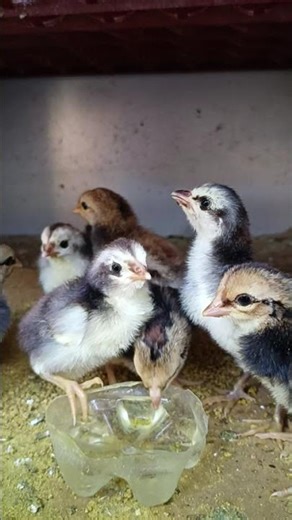 My Chicken part 340 #chicken#short