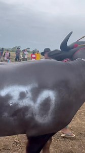 133K views · 1.4K reactions | The main event karera ng kalabao sa Brgy Santor Bongabon Nueva Ecija 2025 | Kabukid vlog | Facebook