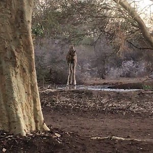 9.1K views · 801 reactions | Some facts about giraffes: * Giraffes...