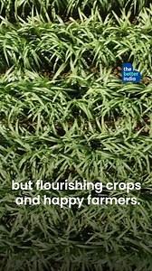 36 reactions | This agritech platform is bringing IoT, AI, and machine learning solutions to empower farmers! Watch how this new age technology is cutting water usage and increasing yield of crops. #Cultyvate #AgricultureTech #FarmingRevolution #SustainableFarming #EmpoweringFarmers | TheBetterIndia | Facebook